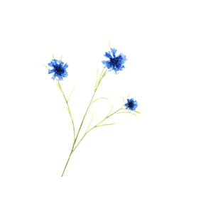 Centaurea Blue