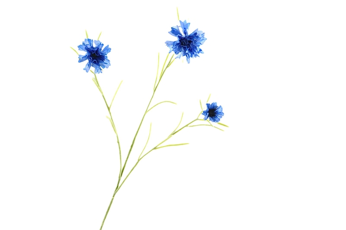 <h4>Centaurea Blue</h4>