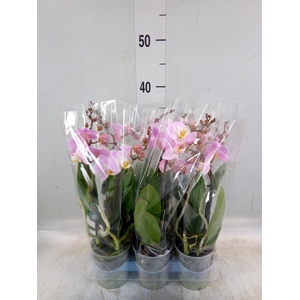 Phalaenopsis multi.   ...