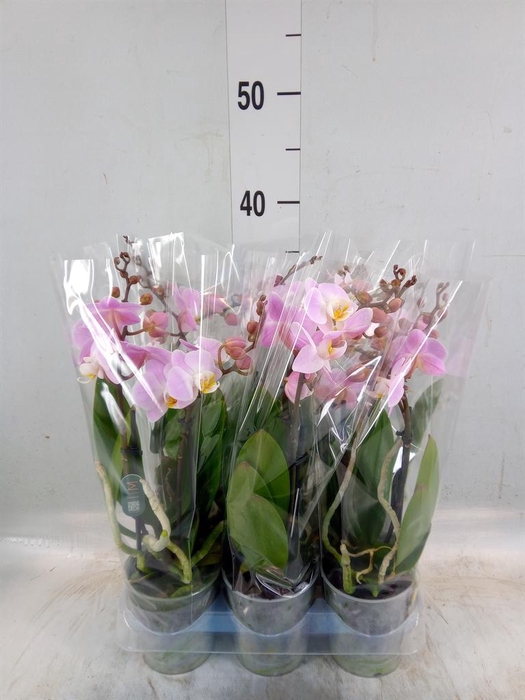 <h4>Phalaenopsis multi.   ...</h4>