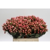 Hypericum Sweet Romance