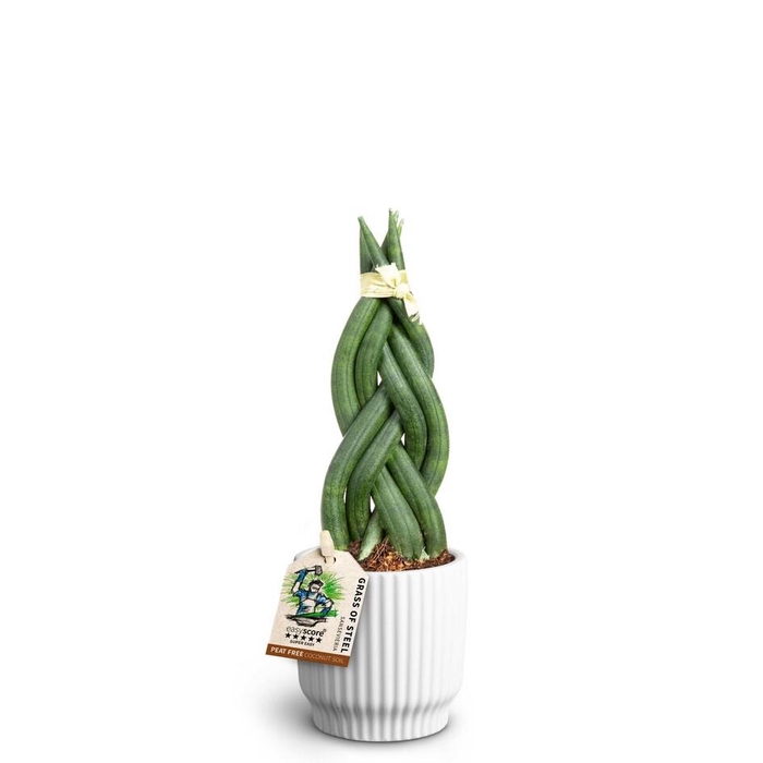 <h4>SANSEVIERIA CYLINDRICA</h4>