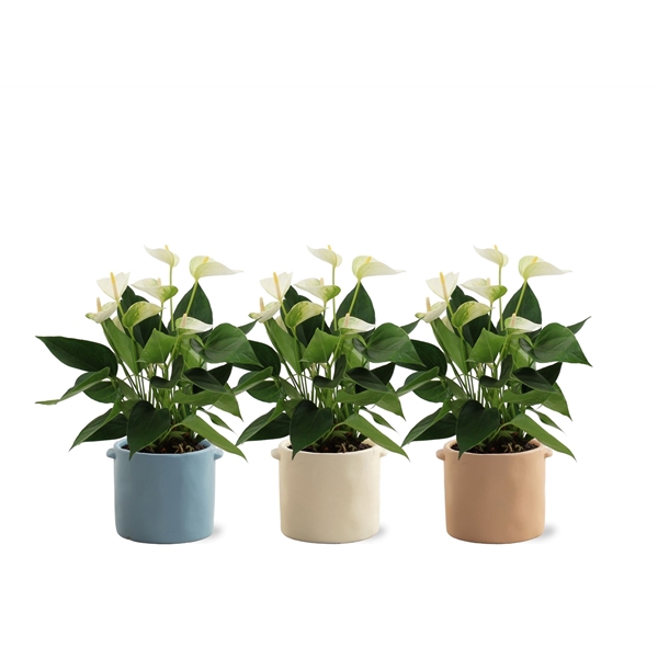 <h4>Anthurium Elido in Charlotte ceramics</h4>