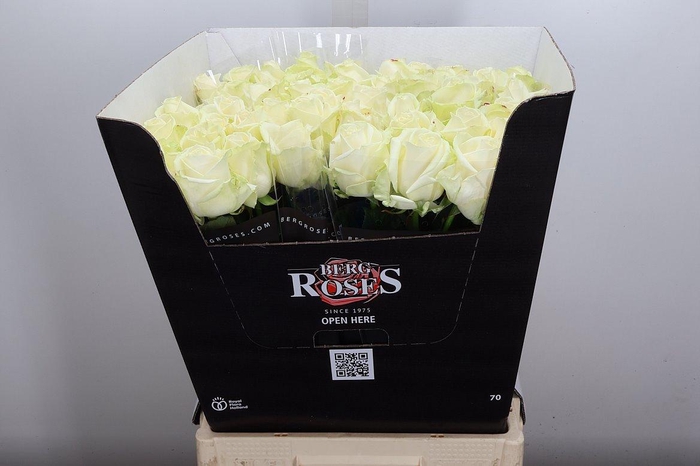 <h4>R Gr Avalanche+</h4>