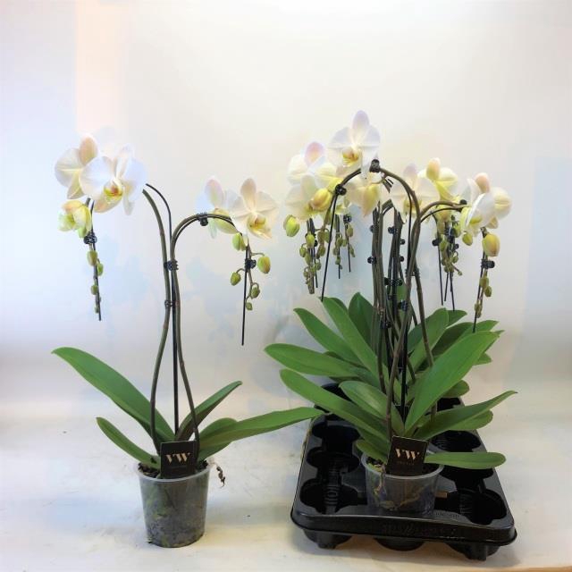 Phalaenopsis Anthura Leeds 12Ø 55cm 2 pędy 16+ kwiatów