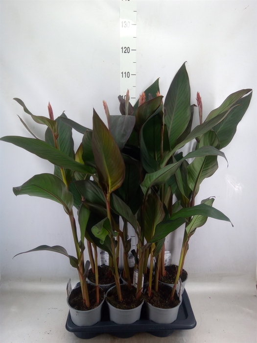 <h4>Canna  'Cannova Bronze Scarlet'</h4>