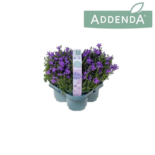 <h4>Campanula Ambella Intense Purple 3-Pack</h4>