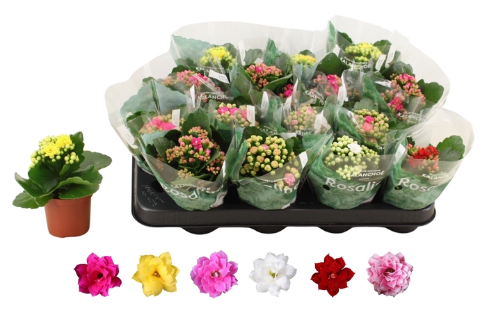 <h4>KAL GE RO GEM 6 KL</h4>