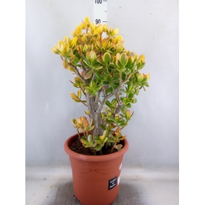 Crassula ovata 'Sunset'