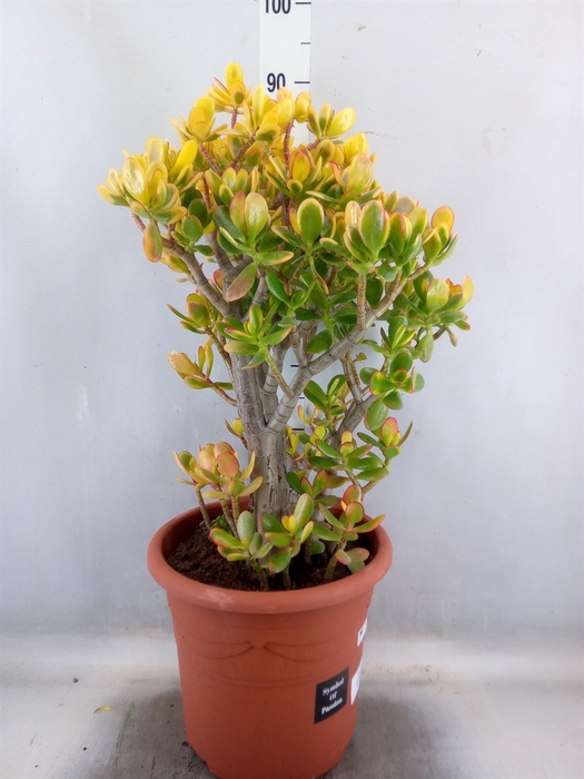 <h4>Crassula ovata 'Sunset'</h4>