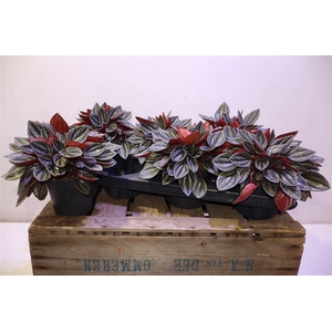 arr8 Pep Ca Santorini