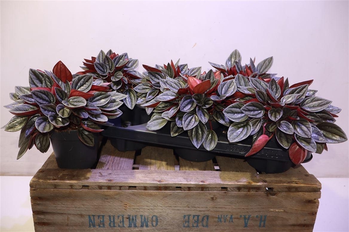 <h4>arr8 Pep Ca Santorini</h4>