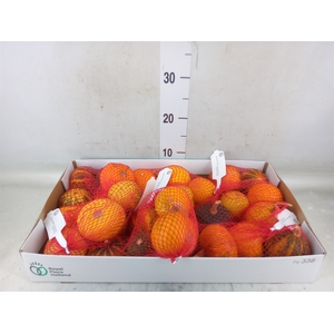 Cucurbita