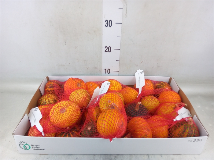 <h4>Cucurbita</h4>