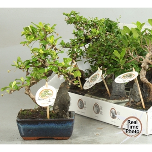BONSAI GEM