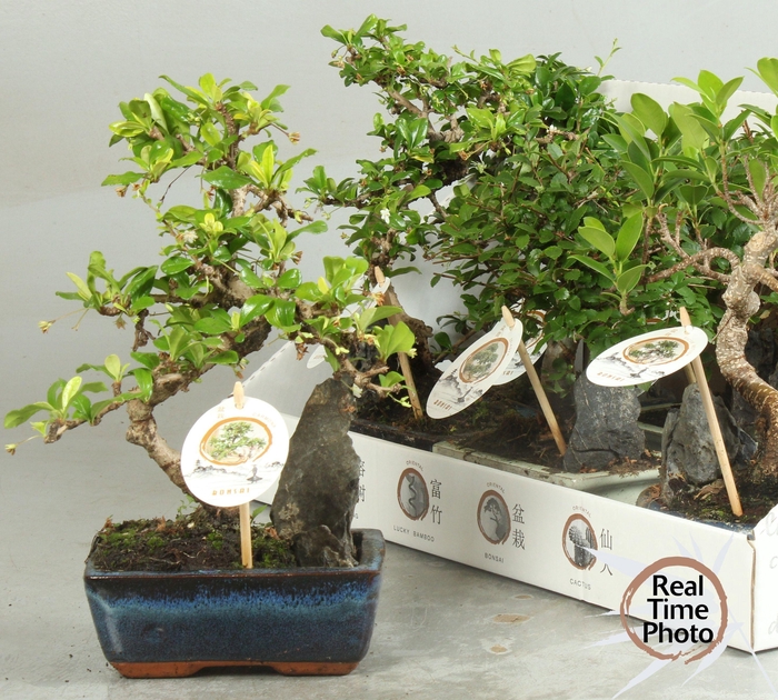 <h4>BONSAI GEM</h4>