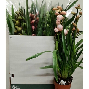 Cymbidium mix (Cites) 14Ø 65cm 3st