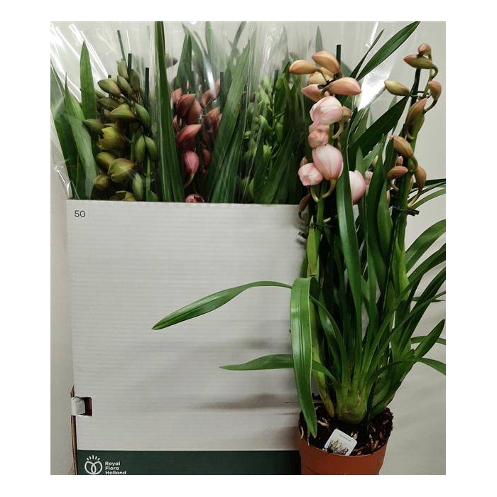 <h4>Cymbidium mix (Cites) 14Ø 65cm 3st</h4>