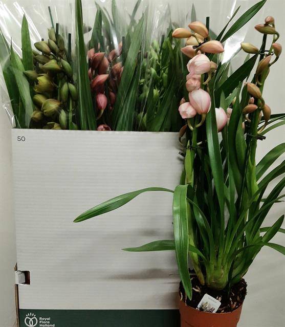 Cymbidium mix (Cites) 14Ø 65cm 3st