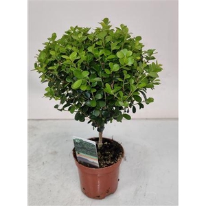 Myrsine Africana Stem