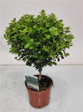 <h4>Myrsine Africana Stem</h4>