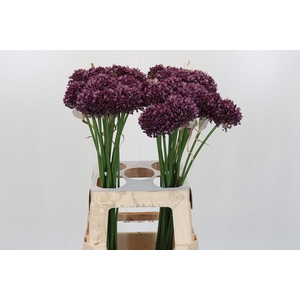 Allium Purple Mystery