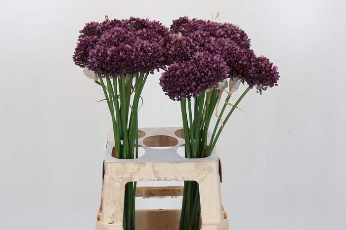 Allium Purple Mystery