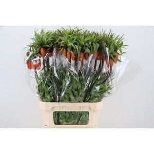 FRIT IM RUBRA MAXIMA