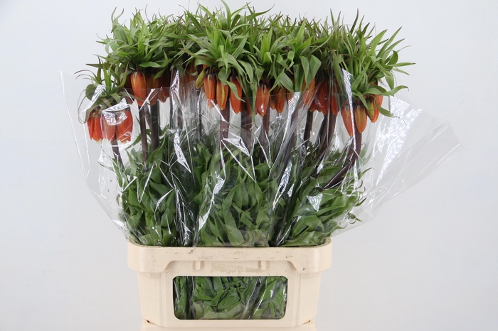 <h4>FRIT IM RUBRA MAXIMA</h4>