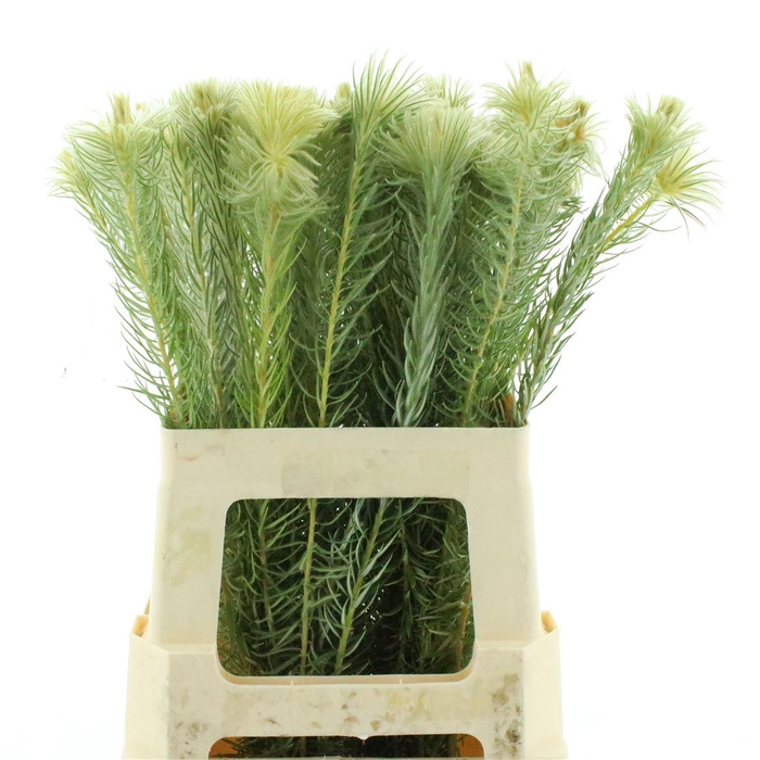 <h4>Kaaps Phylica Plumosa Single</h4>