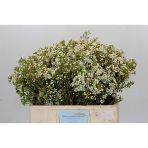 Chamelaucium Dawn Pearl
