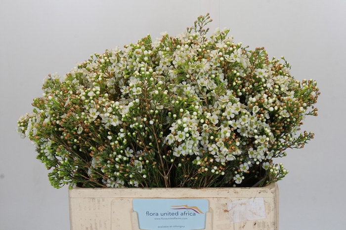 <h4>Chamelaucium Dawn Pearl</h4>