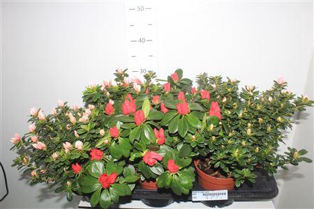 <h4>Rhodo Si Vogel Gem</h4>