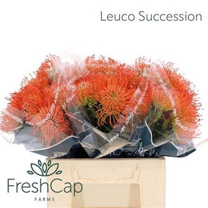 LEUCO CO SUCCESSION