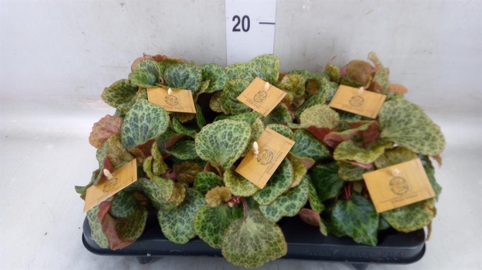 <h4>Begonia BD   ...</h4>