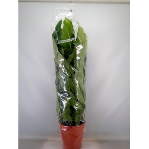 Spathiphyllum  'Sweet Sebastiano'