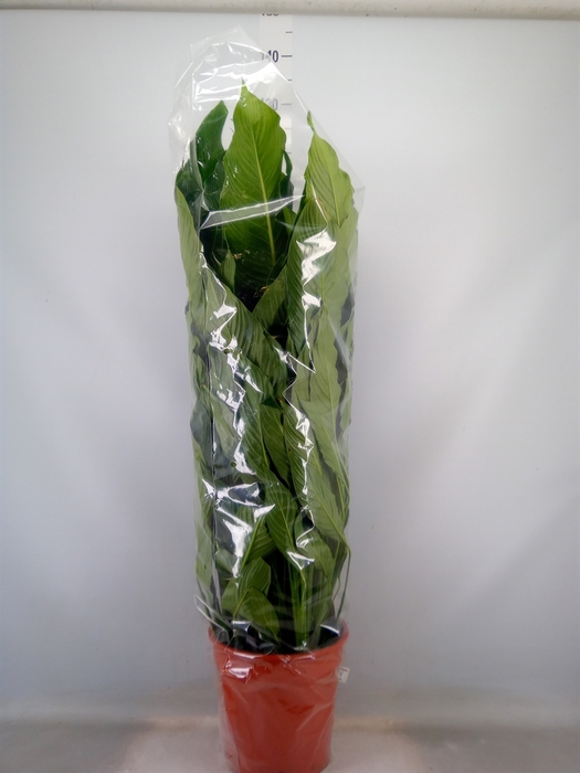 <h4>Spathiphyllum  'Sweet Sebastiano'</h4>