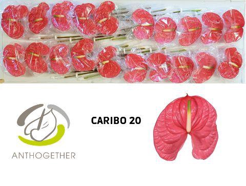 Anth A Caribo