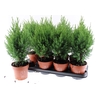 Juniperus chinensis Stricta