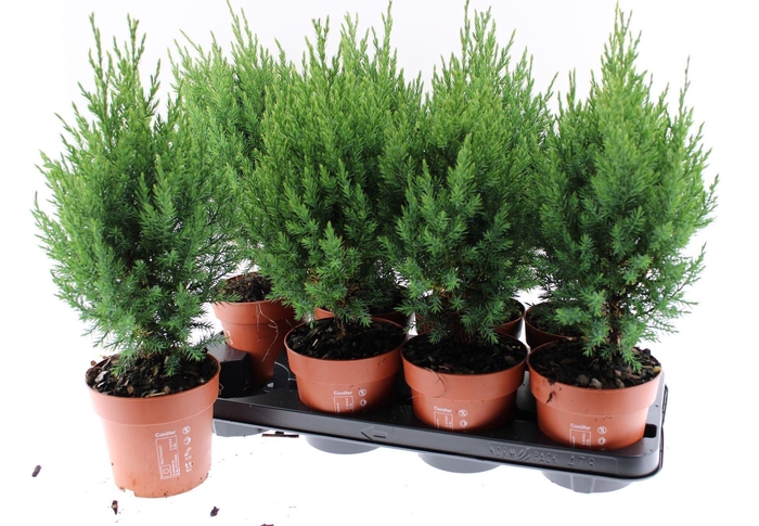Juniperus chinensis Stricta