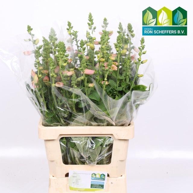 <h4>DIGI PURPUREA</h4>