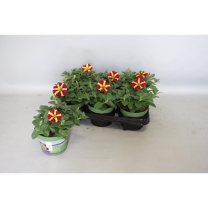Petunia Queen of Hearts
