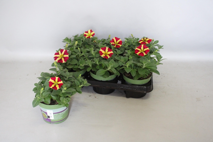 <h4>Petunia Queen of Hearts</h4>