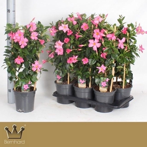 MANDE DI OPA FU FLAM