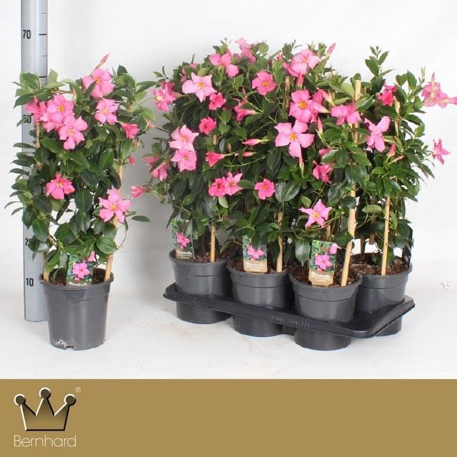 <h4>MANDE DI OPA FU FLAM</h4>