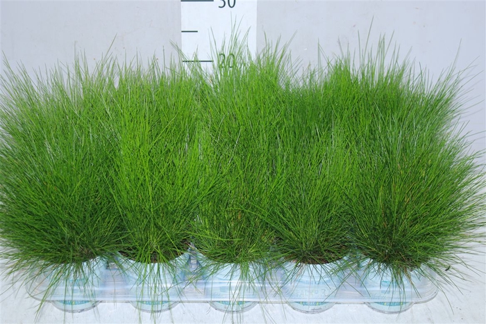 <h4>Deschampsia Flexuosa Amilime</h4>