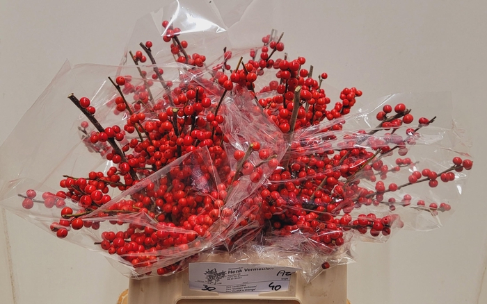 <h4>ILEX VE RODE BES</h4>