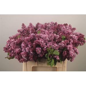 Syringa Per Bos Pink