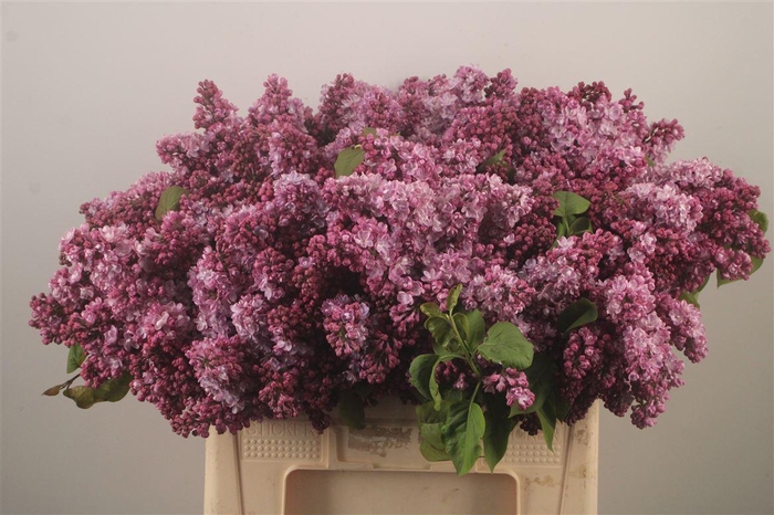 <h4>Syringa Per Bos Pink</h4>