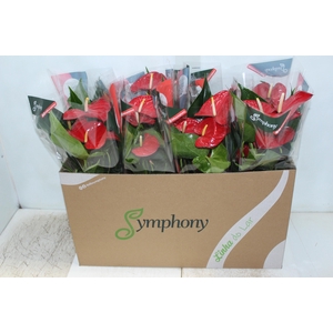 ANTHURIUM QUERIDA P15